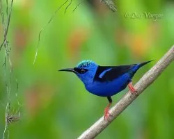Cyanerpes cyaneus