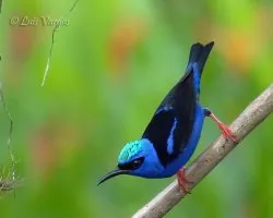 Cyanerpes cyaneus