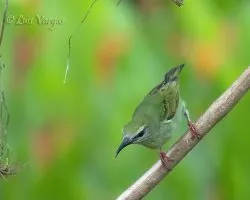 Cyanerpes cyaneus