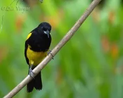 Icterus prosthemelas