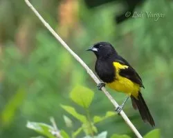 Icterus prosthemelas