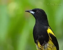 Icterus prosthemelas