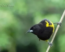 Icterus prosthemelas