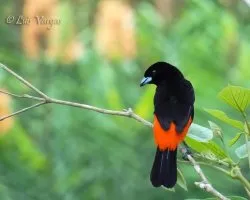 Ramphocelus passerinii
