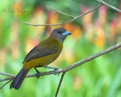 Ramphocelus passerinii