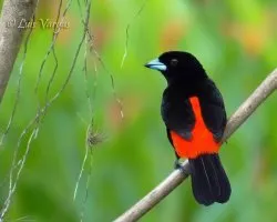 Ramphocelus passerinii