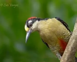 Melanerpes pucherani