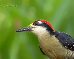Melanerpes pucherani