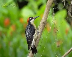 Melanerpes pucherani