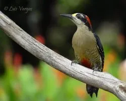 Melanerpes pucherani