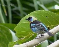 Tangara larvata