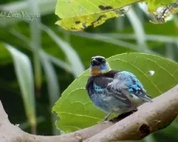 Tangara larvata