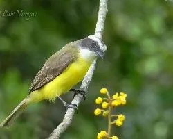 Myiozetetes similis