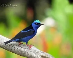 Cyanerpes cyaneus