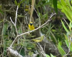 Euphonia luteicapilla