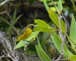 Euphonia luteicapilla