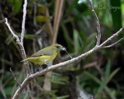 Euphonia luteicapilla