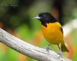 Icterus galbula