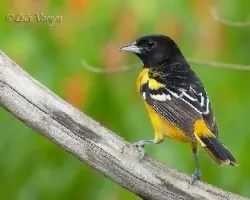 Icterus galbula