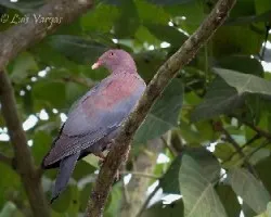 Patagioenas flavirostris