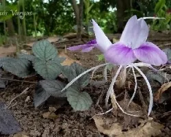 Dedicada a Momiji (Kaempferia rotunda)