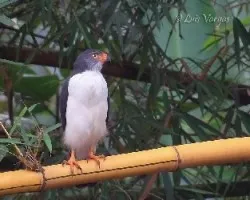 Leucopternis semiplumbea