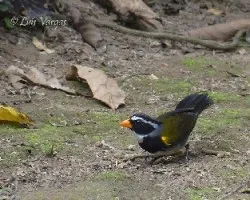 Arremon aurantiirostris