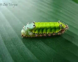Oruga