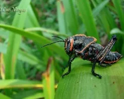 Langosta