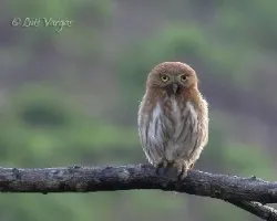 Glaucidium brasilianum