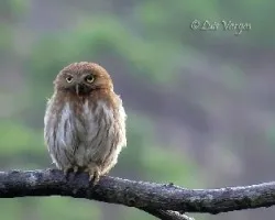 Glaucidium brasilianum