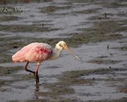 Platalea ajaja