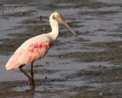 Platalea ajaja
