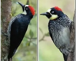 Melanerpes formicivorus