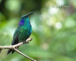 Colibri thalassinus
