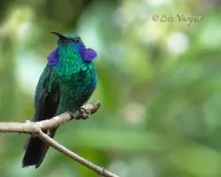Colibri thalassinus