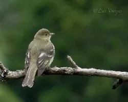 Elaenia frantzii