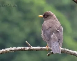 Turdus nigrescens