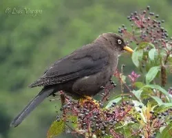 Turdus nigrescens