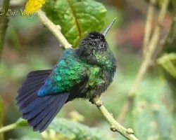 Panterpe insignis