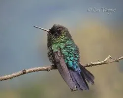 Panterpe insignis