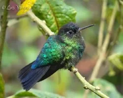 Panterpe insignis