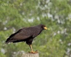 Buteogallus anthracinus