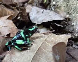 Dendrobates auratus