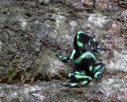 Dendrobates auratus