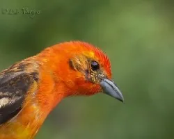 Piranga bidentata
