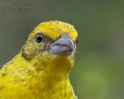 Piranga bidentata
