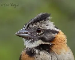 Zonotrichia capensis
