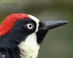 Melanerpes formicivorus