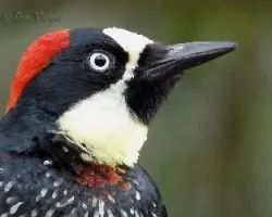 Melanerpes formicivorus